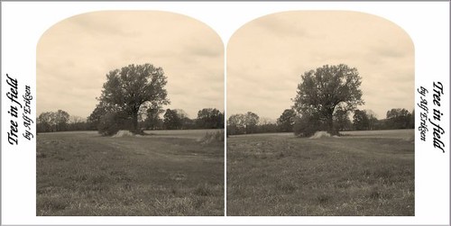 tree stereophotography 3d stereo crawfordsville indiania
