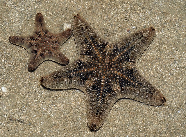 Biscuit sea stars (Goniodiscaster scaber)