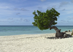 Aruba Divi Tree - Eagle beach