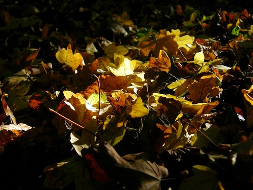 wood autumn light brown fall nature leaves yellow jaune automne season shadows lumière ombre marron bois feuilles brownish saison supershot olibac olympussp560uz