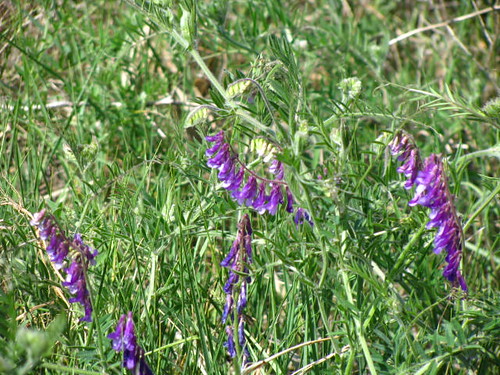 flowers rural purple country roadside 10millionphotos mycountryroad copeco