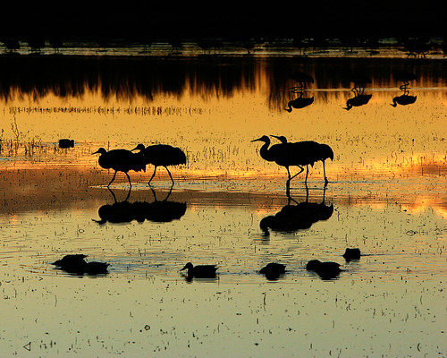 newmexico sunrise cranes bosquedelapache sandhillcranes nationalwildliferefuge