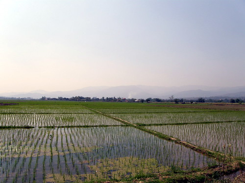 Rice paddies near Chiang Mai