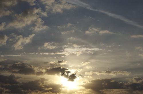 sky bird clouds sunrise orlando florida orlandoairport