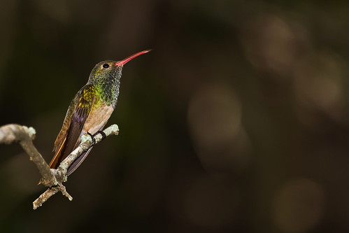 bird hummingbird ave colibrí buffbelliedhummingbird colibríyucateco