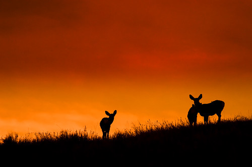 november canada sunrise edited deer drumheller alberta omot