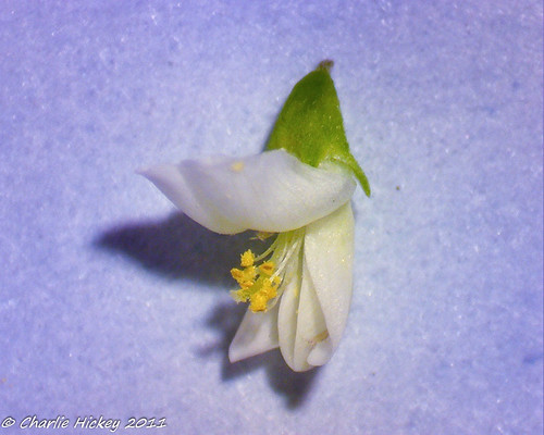 pennsylvania fabaceae herb berkscounty fabales g41 melilotusalba whitesweetclover celestronmicroscope kaerchercreekpark amedik 5mmx7mm rb591