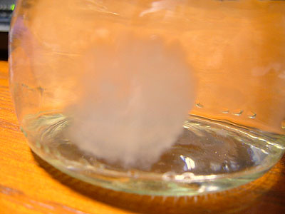 water mold 2 | Flickr - Photo Sharing!