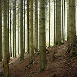 Grizedale Trees