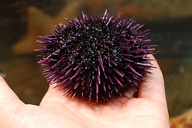 Sea urchins tickle