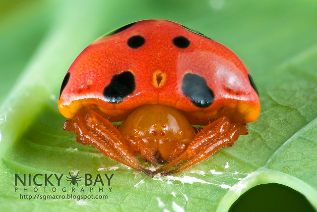 Ladybird Mimic Spider (Paraplectana sp.) - DSC_8843