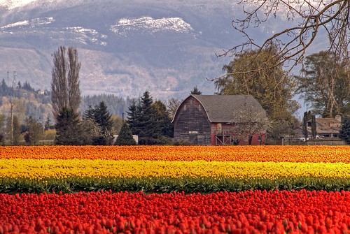 flowers landscape photo washington gallery tulips pentax vivid pacificnorthwest skagit washingtonstate ppg skagitvalley skagitvalleytulipfestival tulipfestival peopleschoice themoulinrouge imagepoetry colorphotoaward theunforgettablepictures vividmasters artlegacy colourartawards thegoldenmermaid pentaxphotogallery thegardenofzen thebestvivid theunforgettablephotographer tup2 peopleschoiceplus 10colourartawards colorphotoawardgold vividnature