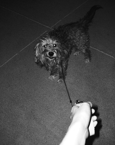 blackandwhite dog selfportrait dark outside hand rags sp leash terrior dogsitting petsitting lateatnight walkingthedog partofme 365days maledog terriormix