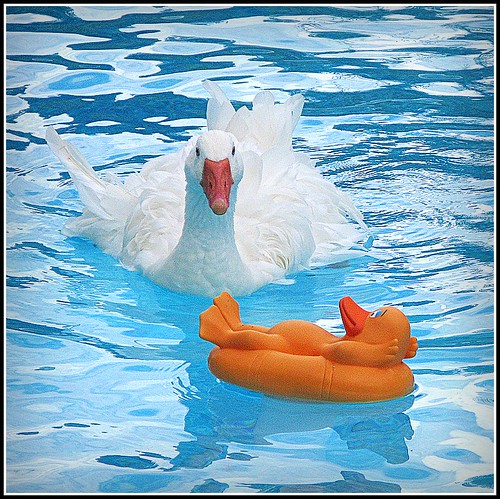 goose swimmingpool sebastopol picnik onblue yellowduck featheryfriday mywinners