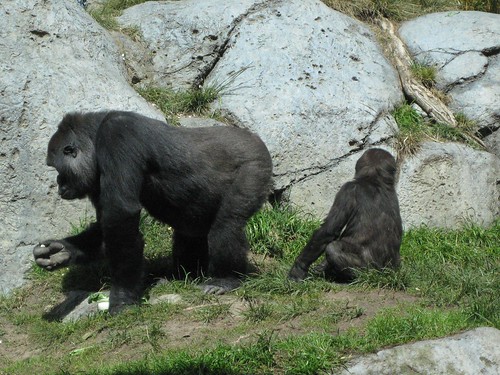 More gorillas