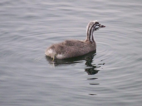 Great Crested Grebe chick on Canada Water