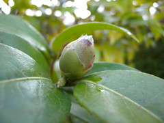 Camellia - Photo of Quintenic