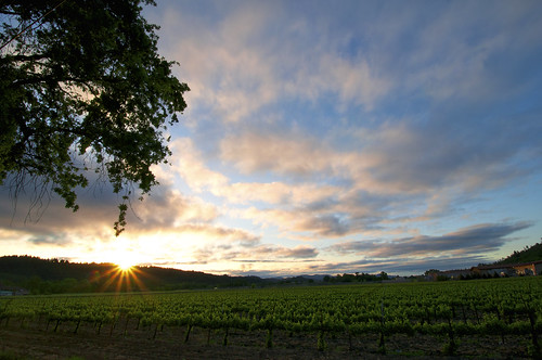 sunset tree clouds vineyard farm wideangle valley napa nikond90 c2011dghollums sunc2011dghollums