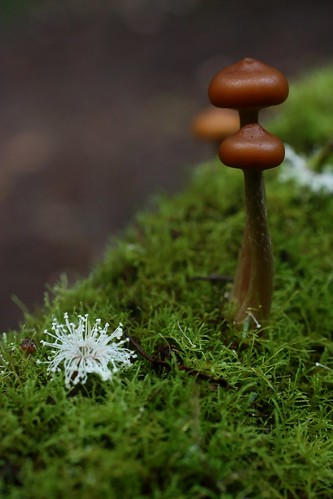 brown white flower macro green forest mushrooms moss dof small fungus funghi toadstools shallowdof mtfield notasunset galerinasp