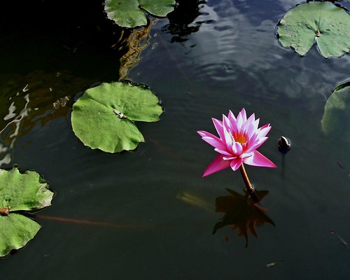 flower reflection water asia colours lotus laos naturesfinest aplusphoto diamondclassphotographer flickrdiamond llovemypics