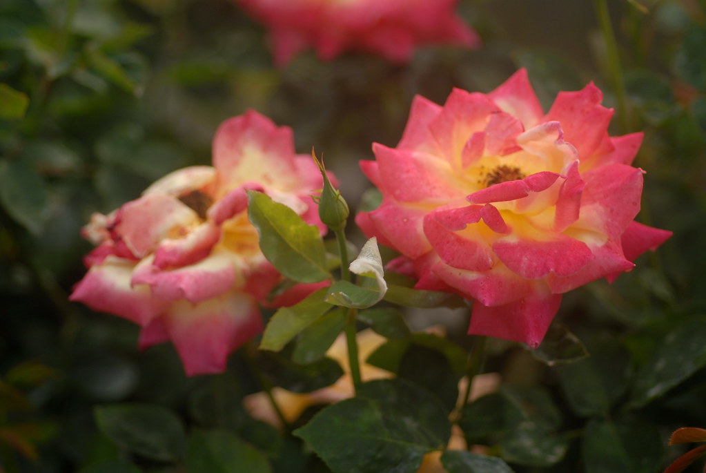 薔薇科rosa Hybrida 玫瑰花 大南國小植物