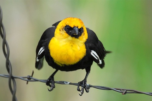 bird nature yellow oregon colorful blackbird malheur nwr yellowheadedblackbird anawesomeshot