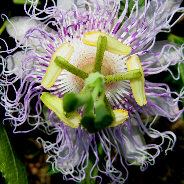 Purple Octopus Flower.jpg | Flickr - Photo Sharing!