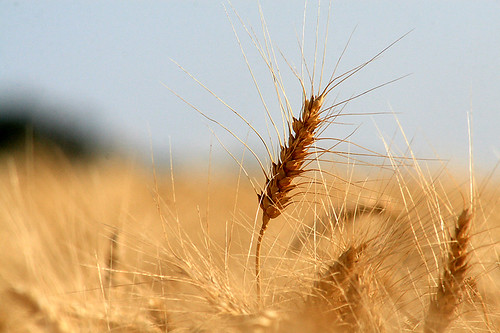 minnesota farm wheat grain harvest combine canon30d normancounty garymn uploadedviaatinytinytrickleofawirelessblackberryconnection 434inflickrexplore