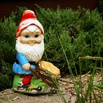 Gnome! | G made J hide the gnome in the back of the garden, … | Flickr ...
