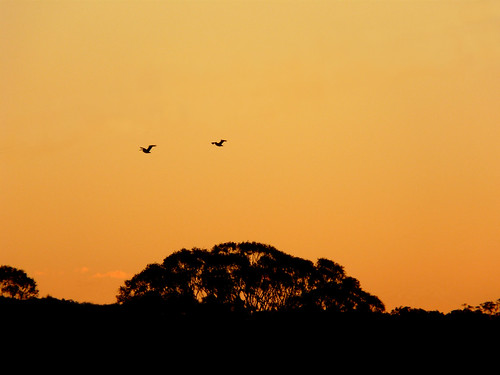 sunset orange pelicans birds silhouette evening australia huntervalley lovedale