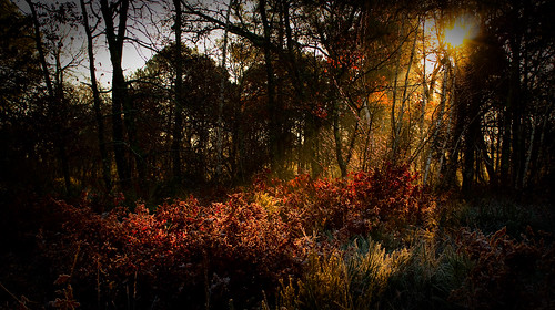 light sun france forest canon soleil photo woods december bois lightroom eos450d faisceau