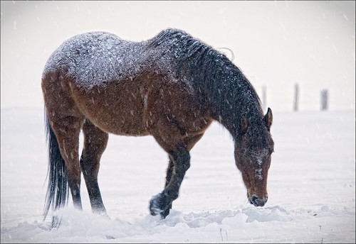winter horses horse snow canada storm weather alberta blizzard equestrian 4seasons erniefischhofer