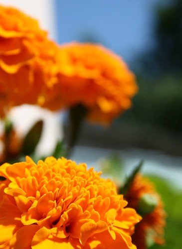 flowers orange african tagetes canonefs1855mmf3556 aksamitník afrikán
