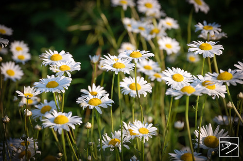 flowers nature daisies michigan center midland chippewa dennisdiener
