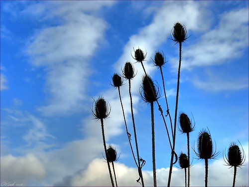 blue clouds oregon weeds thegimp hdr pods topaz photomatix dmcfz8
