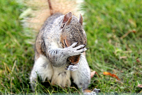 usa green grass boston canon squirrel gray peanut scratch massachussetts ef24105l t1i lovelymotherearth