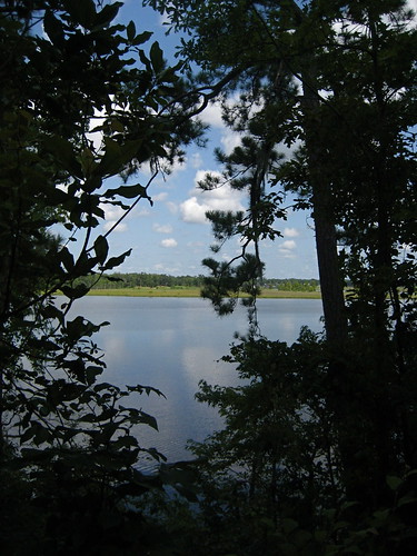 lake tree louisiana