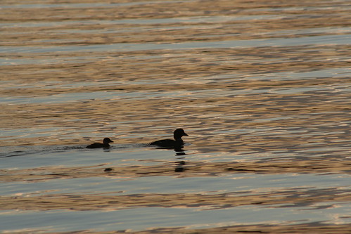 sunset bird water duck grandrapids mn buffleheadduck pokegamalake