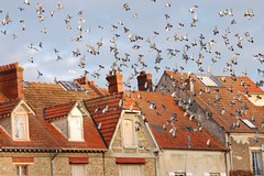 Envol de pigeons