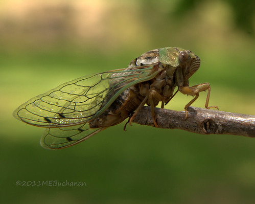 macro closeup bug cicada insect texas