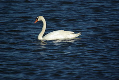 Swan on Ford Lake