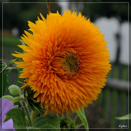 geotagged sunflower nikkor sonnenblume d300 1685mmf3556gvr 1685vr geo:lat=47991972 geo:lon=9676407