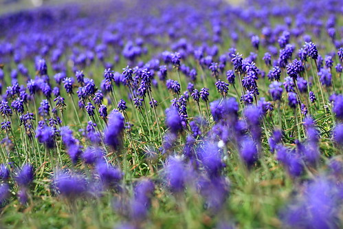 flowers texas ben violet watson collincounty wildflowers benjamin benwatson bethlehembaptistchurch benjaminwatson