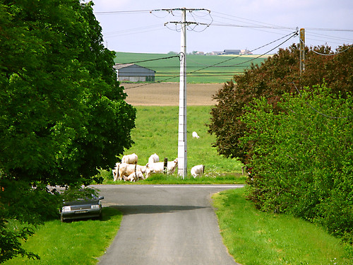 road france green nature view cows powerline 2008 2009 lagare