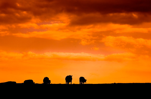 sunset summer sky orange black field silhouette wisconsin clouds rural canon landscape evening cow midwest dusk farm horizon country august 5d agriculture pastoral 2008 livestock herd bovine wi 200mm canoneos5d danecounty cowscomehome canonef70200mmf4lisusm