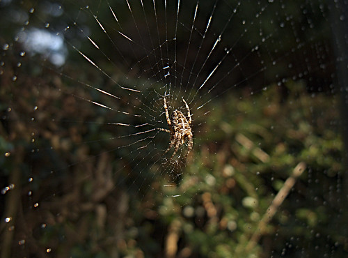 france spider spiderweb normandy unidentified quettehou chdk betargb