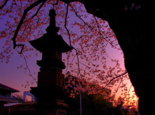 japan sunrise temple sakura odawara kanagawa hdr 小田原 無量寺 photomatix muryoji muroji
