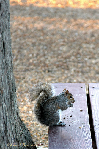 virginia williamsburg colonialwilliamsburg animals smallanimals squirrels winter february2009 february 2009 canon241054l myphotographicmemory