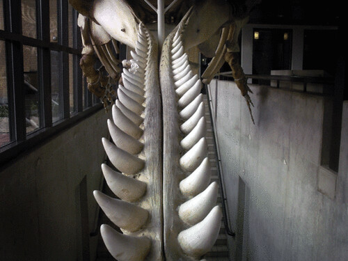 whale jaw