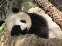 Sleeping Panda 